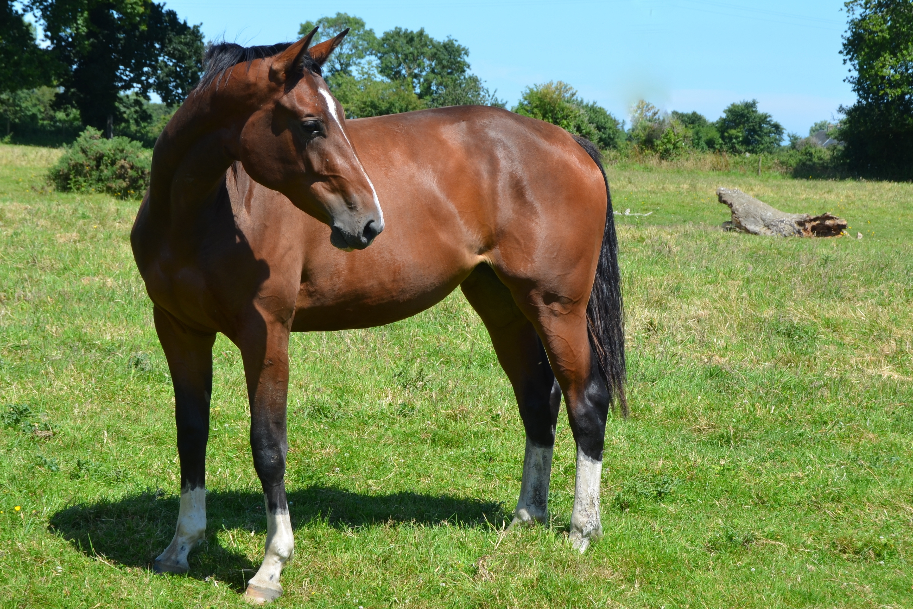 Eau de Tame, top price de la vente Ekestrian !