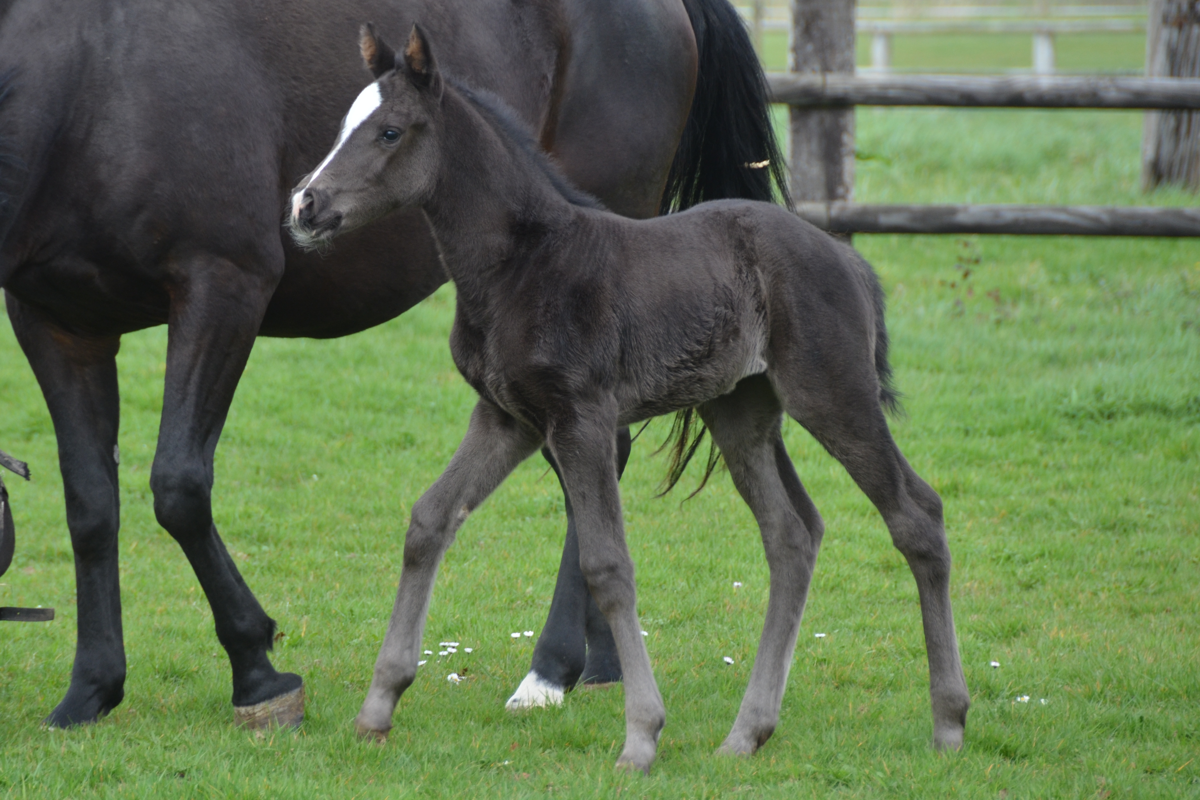 Première naissance 2019 au Haras de Tamerville